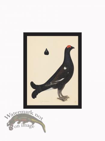 Rudbeck CFA_BF 19 BLACK GROUSE